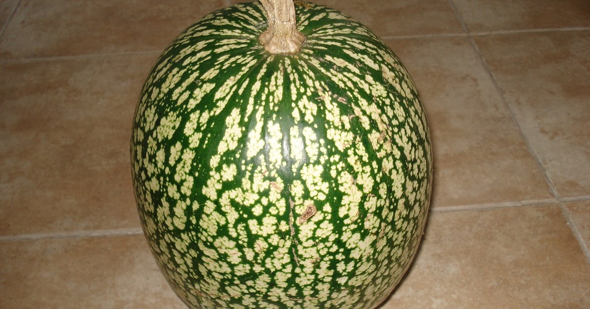 Abóbora-chila entière, courge vert et blanc marbré utilisée pour préparer le doce de gila portugais