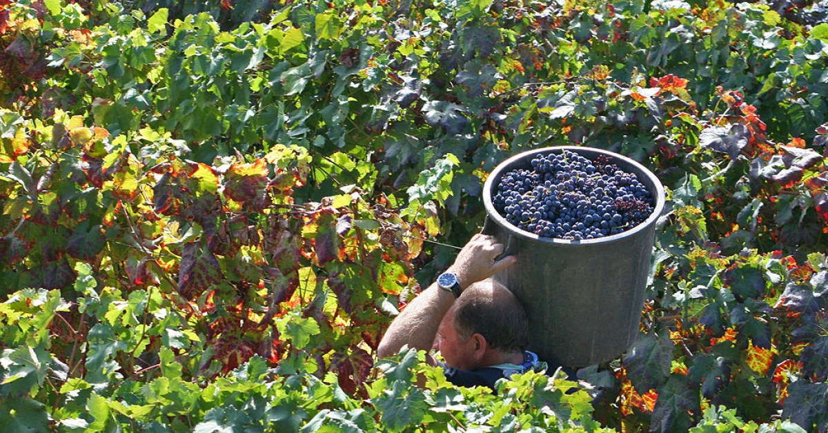 Vendangeur portant un seau de raisin noir dans les vignes pendant la vindima portugaise